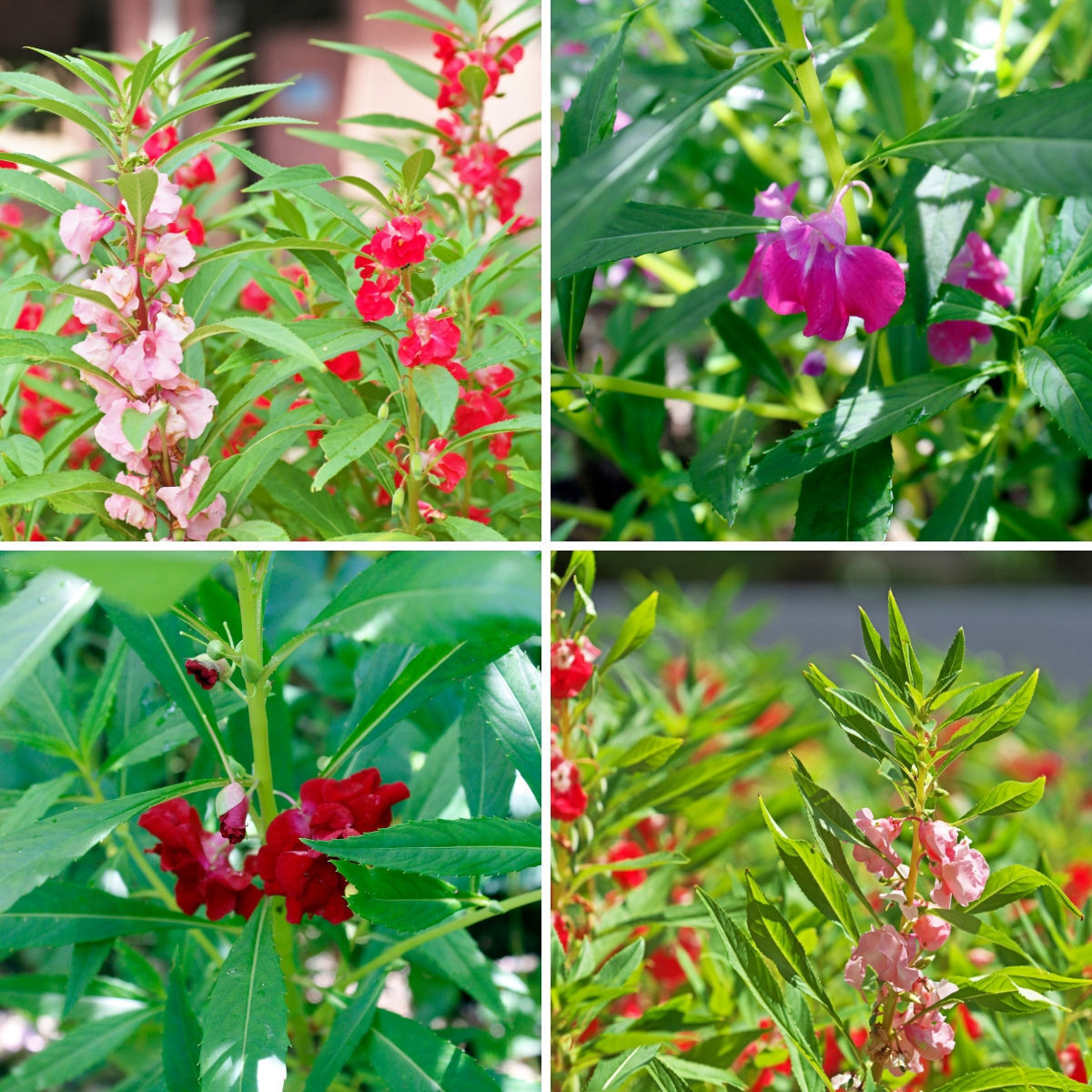 Impatiens- Tom Thumb mix (Balsam)